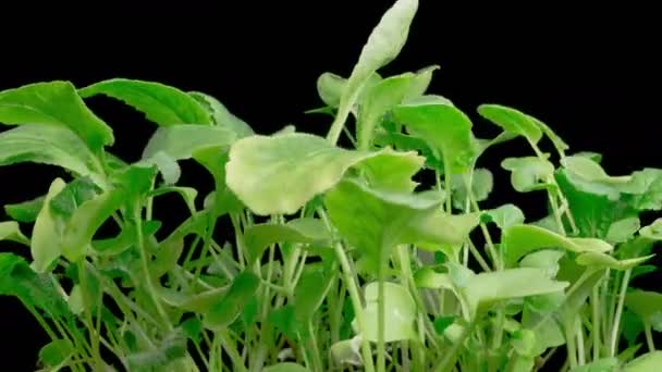 Vackra Time Lapse Tillväxt Mikrogröna Rädisor Växter Mot Svart Bakgrund — Stockvideo