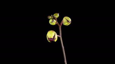 Çiçek açan Sarı - Magenta Orkide Phalaenopsis Çiçeği Siyah Arkaplanda. Miki Crown Orkidesi. Zaman aşımı. 4K.