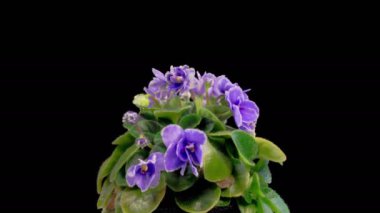 Saintpaulia Çiçekleri. Büyümenin ve Siyah Arkaplanda Mavi Saintpaulia Afrikalı Violet 'in Açılışı' nın Güzel Zaman Hızı. 4K.