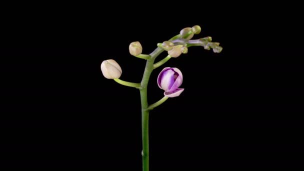 Orchid Blossoms Blooming Purple Orchid Phalaenopsis Flower Black Background Purple — Wideo stockowe