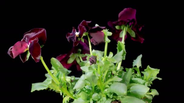 Şte Renkli Çiçekleri Kara Arkaplanda Güzel Büyüme Hızı Kara Voila — Stok video