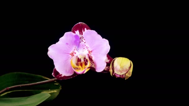 Orchideavirág Megnyitó Gyönyörű Rózsaszín Orchidea Phalaenopsis Virág Fekete Háttér Fanamei — Stock videók