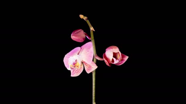 Орхідейний Цвіт Відкриття Прекрасної Квітки Pink Orchid Phalaenopsis Чорному Тлі — стокове відео