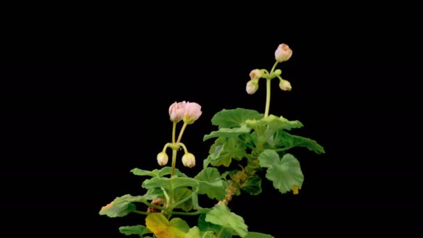 Rózsaszín Geranium Pelargonium Virágok Gyönyörű Idő Lapse Nyitó Rózsaszín Geranium — Stock videók