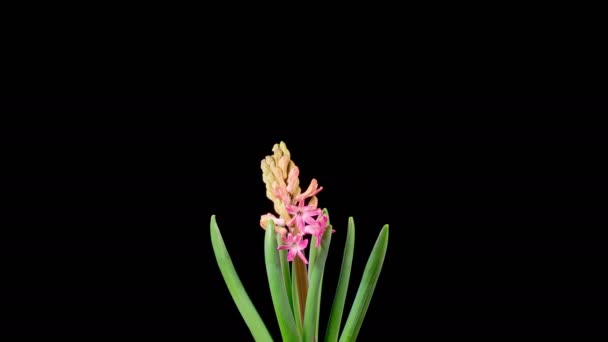 Kırmızı Sümbül Çiçekleri Kara Arkaplanda Güzel Kırmızı Hyacinth Çiçeği Açılıyor — Stok video