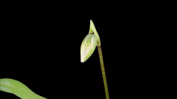 Orchideeënbloesems Groei Bloeiende Witte Paphiopedilum Bloem Zwarte Achtergrond Tijd Verstrijken Rechtenvrije Stockvideo