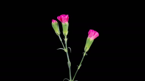 Прекрасний Час Лапс Відкриття Червоних Гвоздик Квітів Чорному Тлі Кілометровий — стокове відео