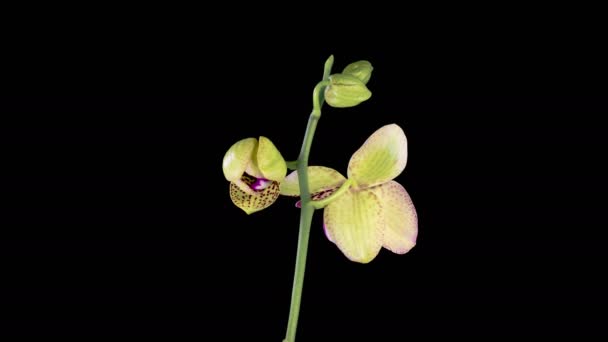 Orchideavirág Virágzó Sárga Magenta Orchidea Phalaenopsis Virág Fekete Háttér Időeltolódás — Stock videók
