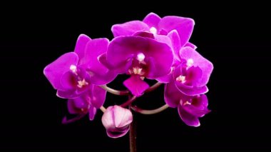Orkide çiçekleri var. Kara Arkaplan 'da çiçek açan mor orkide falaenopsis çiçeği. Orkide Solan Duds. Zaman aşımı. 4K.