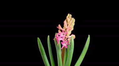 Kırmızı sümbül çiçekleri. Kara Arkaplanda Güzel Kırmızı Hyacinth Çiçeği açılıyor. Zaman aşımı. 4K. 