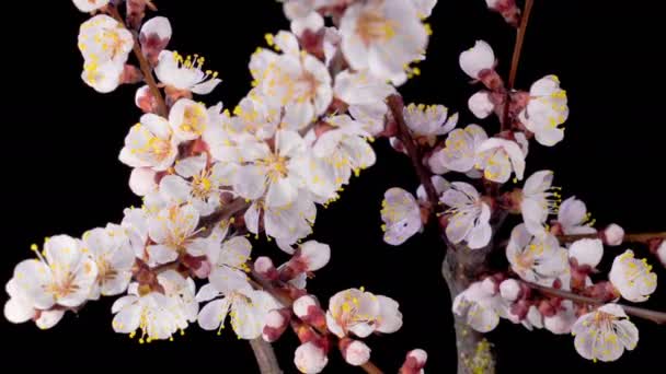 Кошелек Бенсома Белые Цветы Ветвях Абрикосового Дерева Темный Фон Время — стоковое видео