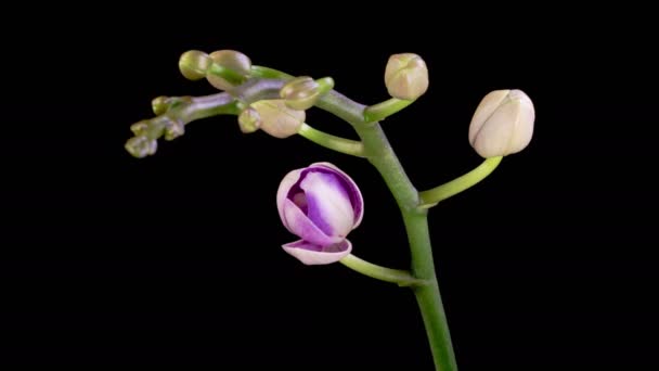 Orchid Blossoms Blooming Purple Orchid Phalaenopsis Flower Black Background Purple — Stock Video