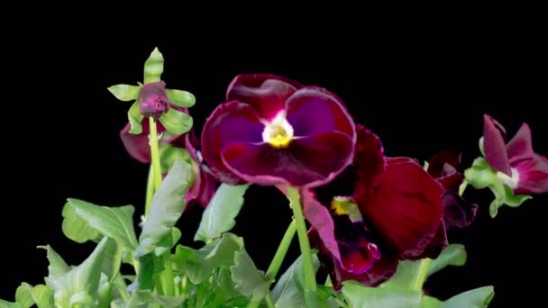 Voila Tricolor Blossoms Vagyok Gyönyörű Idő Lapse Növekvő Nyitó Fekete Stock Videó