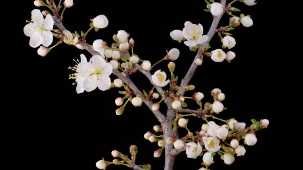 樱桃Blossom 枝条樱桃树上的白花绽放 黑暗背景 时间流逝 — 图库视频影像