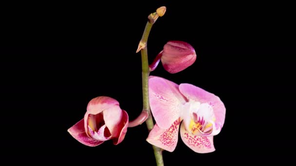 Fiori Del Orchid Apertura Del Fiore Rosso Bello Phalaenopsis Del — Video Stock
