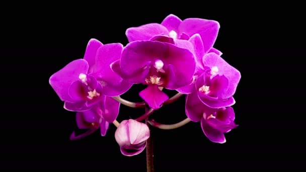 Цветущие Орхидеи Цветущие Фиолетовые Орхидеи Phalaenopsis Цветок Черном Фоне Орхидея Стоковый Видеоролик