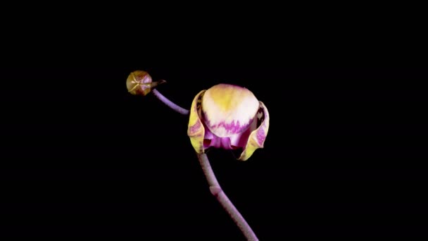 Цвіте Орхідея Відкриття Красивої Рожевої Орхідеї Phalaenopsis Квітка Чорному Тлі — стокове відео