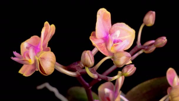 Orchideeënbloesems Opening Mooie Roze Orchidee Phalaenopsis Bloem Zwarte Achtergrond Tijd Videoclip