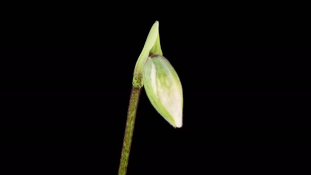 Orchideenblüten Wachstum Und Blühende Weiße Paphiopedilum Blume Auf Schwarzem Hintergrund — Stockvideo