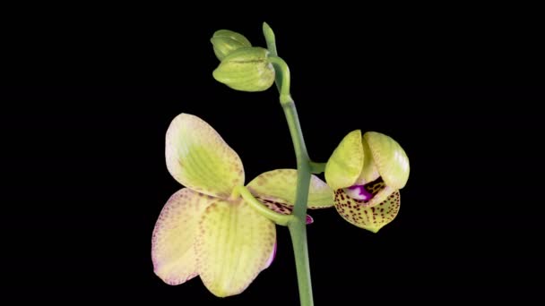 ออร เหล วงกล วยไม Phalaenopsis ดอกไม บนพ นหล ลาบส เวลา — วีดีโอสต็อก