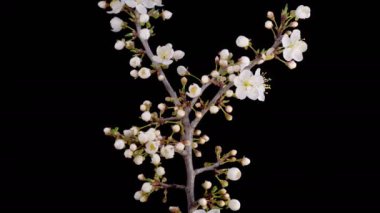 Kiraz çiçeği. Beyaz Çiçekler Kiraz Ağacı 'nda çiçek açıyor. Karanlık Arkaplan. Zaman aşımı. 4K.