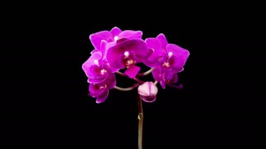 Orkide çiçekleri var. Kara Arkaplan 'da çiçek açan mor orkide falaenopsis çiçeği. Orkide Solan Duds. Zaman aşımı. 4K.