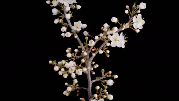 Kersenbloesem Witte Bloemen Bloeit Takken Cherry Tree Donkere Achtergrond Tijd — Stockvideo