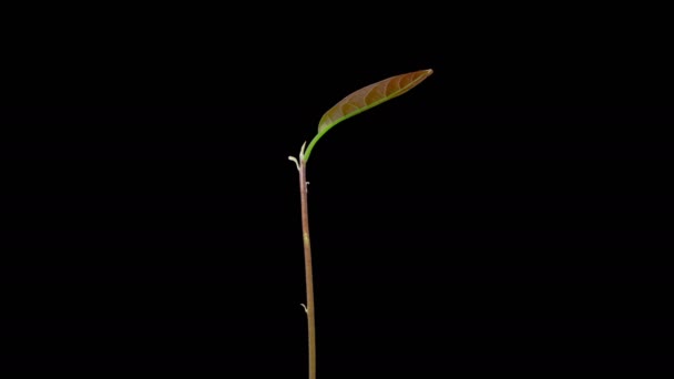 Krásná Časová Prodleva Růstu Avokádo Rostlin Černém Pozadí — Stock video