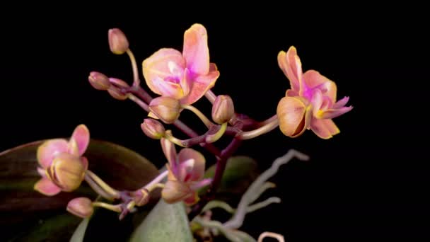 Orchideeënbloesems Opening Mooie Rode Orchidee Phalaenopsis Bloem Zwarte Achtergrond Tijd — Stockvideo