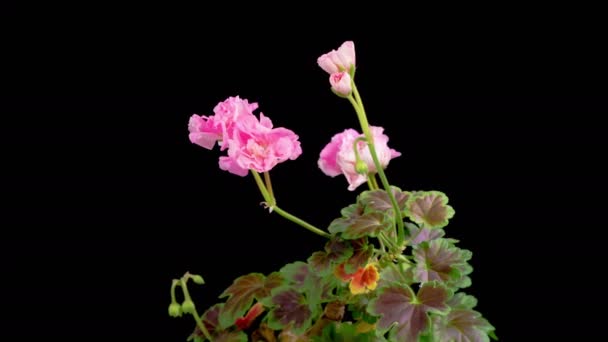 Pink Geranium Pelargonium Blossoms Beautiful Time Lapse Opening Pink Geranium Rechtenvrije Stockvideo's