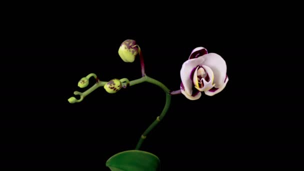 Orchid Blossoms Blooming White Magenta Orchid Phalaenopsis Flower Black Background Stockvideo's
