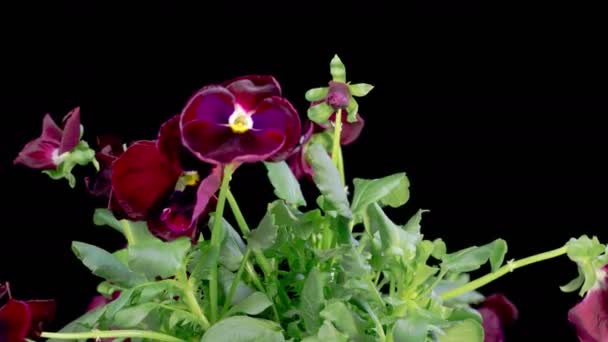 Voila Tricolor Blossoms Vagyok Gyönyörű Idő Lapse Növekvő Nyitó Fekete Jogdíjmentes Stock Felvétel