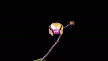 Orkide çiçekleri var. Kara Arkaplanda Güzel Pembe Orkide Phalaenopsis Çiçeği açılıyor. Fanamei Kara Piyano Orkidesi. Zaman aşımı. 4K.