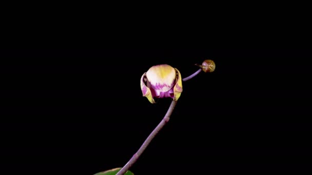 Orchideeënbloesems Opening Mooie Roze Orchidee Phalaenopsis Bloem Zwarte Achtergrond Fanamei Rechtenvrije Stockvideo