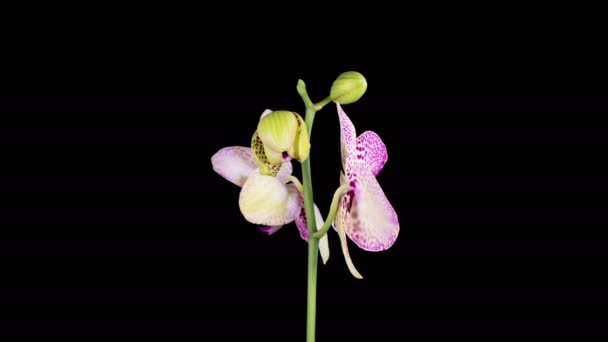 Orchid Blossoms Blooming Yellow Magenta Orchid Phalaenopsis Flower Black Background Stockvideo's