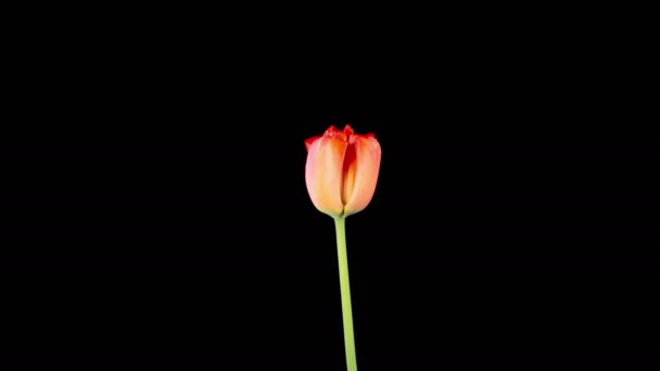 Tulipánvirágok Gyönyörű Timelapse Vörös Tulipán Virág Virágzó Fekete Háttér Jogdíjmentes Stock Felvétel