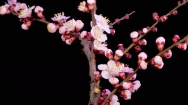 Kayısı çiçeği. Dallardaki Kayısı Ağacı 'nda beyaz çiçekler açıyor. Karanlık Arkaplan. Zaman aşımı. 4K.