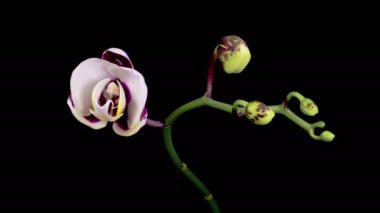 Orchid Blossoms. Blooming White - Magenta Orchid Phalaenopsis Flower on Black Background. Time Lapse. 4K.