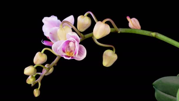 Orchideenblüten Eröffnung Schöne Rosa Orchidee Phalaenopsis Blume Auf Schwarzem Hintergrund — Stockvideo
