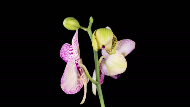 Orchideenblüten Blühendes Gelb Magenta Orchidee Phalaenopsis Blume Auf Schwarzem Hintergrund — Stockvideo