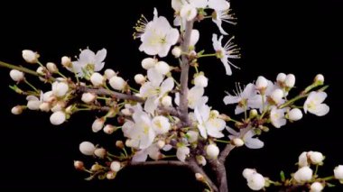Kiraz çiçeği. Beyaz Çiçekler Kiraz Ağacı 'nda çiçek açıyor. Karanlık Arkaplan. Zaman aşımı. 4K.