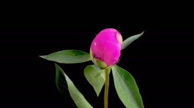 Pembe Şakayık Çiçekleri. Güzel Pembe Şakayık Çiçekleri Siyah Arkaplanda Çiçek Açıyor. 4K.