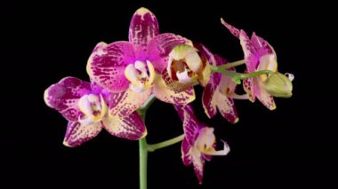 Orchid Blossoms. Blooming Pink Orchid Phalaenopsis Flower on Black Background. Time Lapse. 4K.
