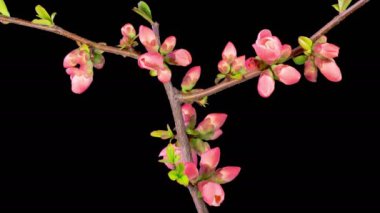 Elma ağacı çiçeği. Kara Arkaplanda Çiçek Açan Güzel Kırmızı Elma Ağacı 'nın Zaman Hızı. 4K.