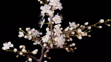 Kiraz çiçeği. Beyaz Çiçekler Kiraz Ağacı 'nda çiçek açıyor. Karanlık Arkaplan. Zaman aşımı. 4K.