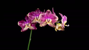 Orkide çiçekleri var. Blooming White - Magenta Orkide Phalaenopsis Çiçeği Siyah Arkaplanda. Zaman aşımı. 4K.
