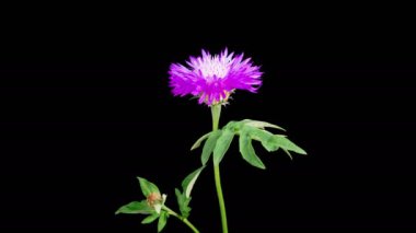 İran Çiçeği 'nin Mor Çiçeği' nin Güzel Zaman Geçidi. Centaurea Dealbata. Kara Arkaplan. 4K.
