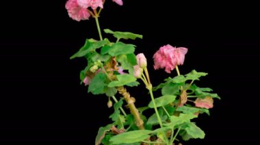 Pembe Geranium Pelargonium Çiçekleri. Kara Arkaplan 'da Pembe Geranium Pelargonium Çiçeği' nin Güzel Zaman Hızı. 4K.