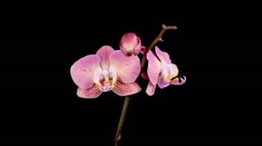 Orkide çiçekleri var. Kara Arkaplanda Güzel Kırmızı Orkide Phalaenopsis Çiçeği açılıyor. Zaman aşımı. 4K.
