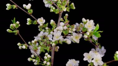 Kiraz çiçeği. Beyaz Çiçekler Kiraz Ağacı 'nda çiçek açıyor. Karanlık Arkaplan. Zaman aşımı. 4K.
